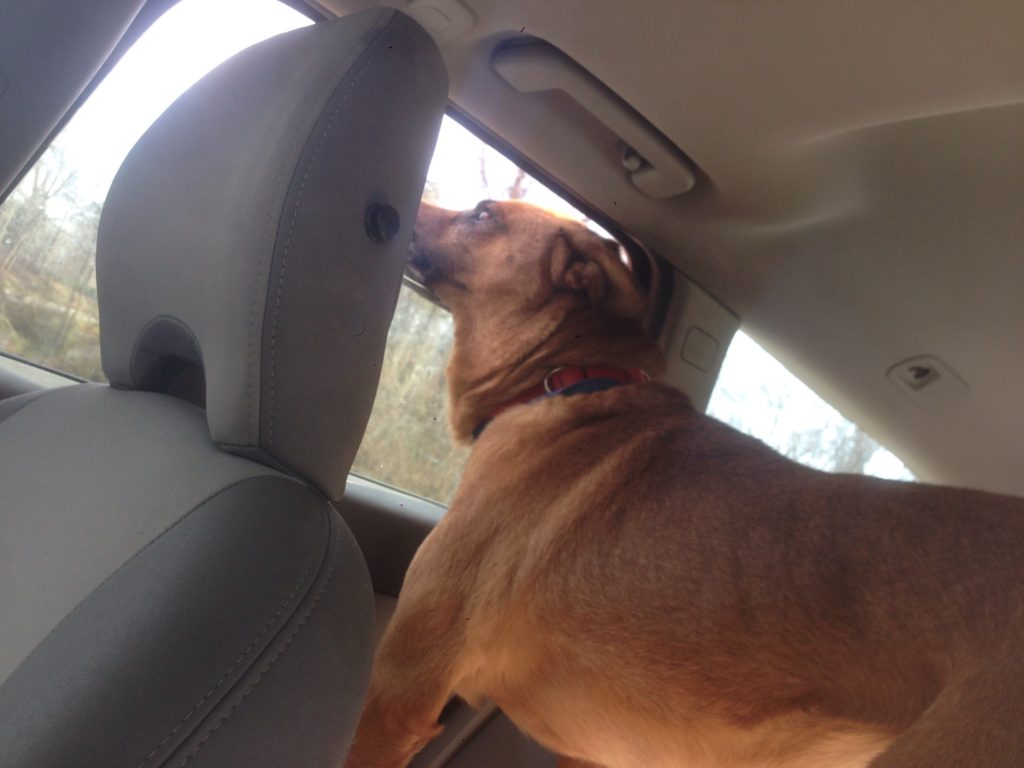 Tahoe on the way to the vet for his heartworm treatment.