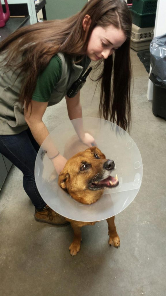 Tahoe after his heartworm treatment, look at that happy face!