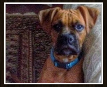 A photo of a boxer dog laying on a couch.