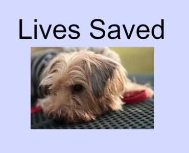 A dog laying on a blanket with the words lives saved.