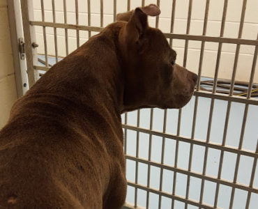 A brown dog looking out of a cage in a kennel.