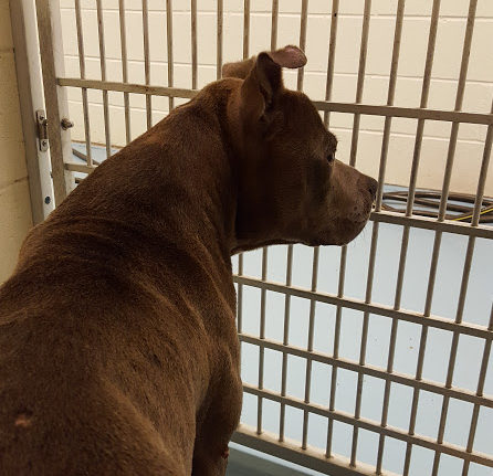 A brown dog looking out of a cage in a kennel.
