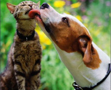 A dog and a cat licking each other's lips.