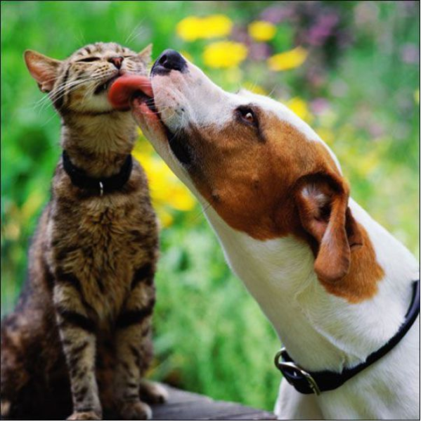 A dog and a cat licking each other's lips.