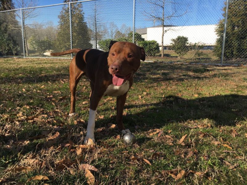 A brown and white dog is standing in the grass with a ball.