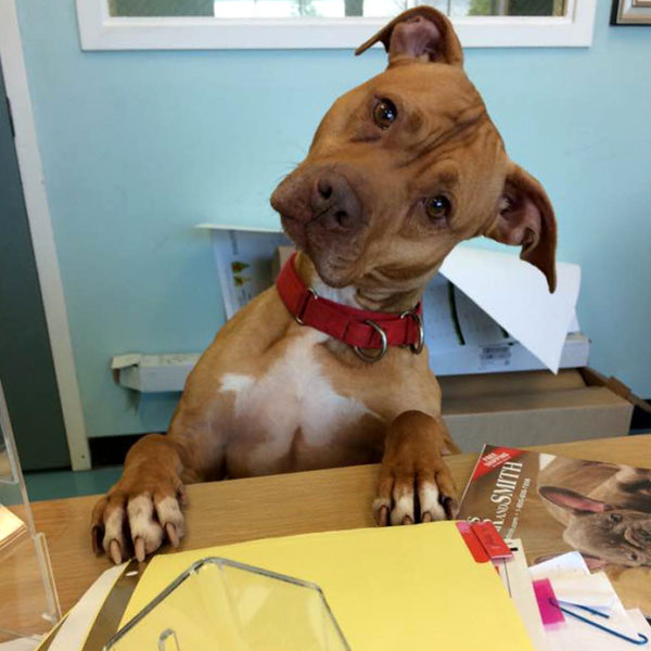 A brown dog sitting at a desk.