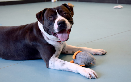 A black and white dog laying on the floor with a toy.