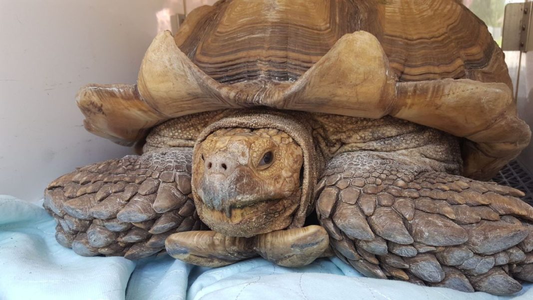 A large tortoise is sitting on top of a blanket.