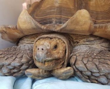 A large tortoise is sitting on top of a blanket.
