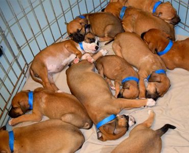 A group of puppies laying in a cage.